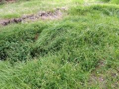 Geranium californicum