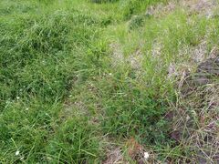 Geranium californicum