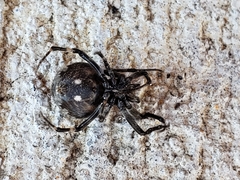 Neoscona nautica