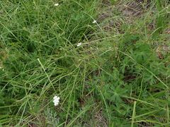 Geranium californicum