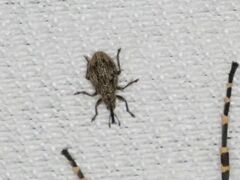 Trichopterapion holosericeum