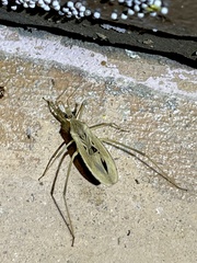 Narvesus carolinensis