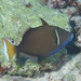 Flagtail Triggerfish - Photo (c) Mark Rosenstein, some rights reserved (CC BY-NC-SA)