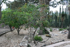 Senegalia reniformis