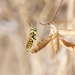 Philanthus multimaculatus - Photo (c) adrian cotter,  זכויות יוצרים חלקיות (CC BY-NC-SA), הועלה על ידי adrian cotter