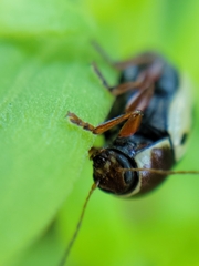 Zygogramma suturalis