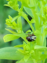 Zygogramma suturalis