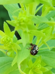 Zygogramma suturalis