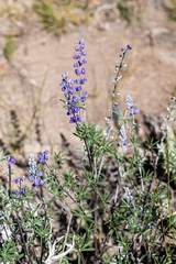 Lupinus meionanthus
