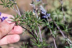 Lupinus meionanthus