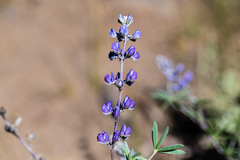 Lupinus meionanthus