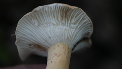 Lactifluus