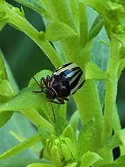 Zygogramma suturalis