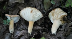 Lactifluus