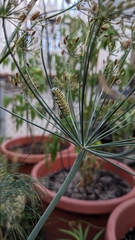 Papilio polyxenes