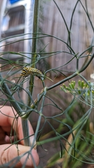 Papilio polyxenes
