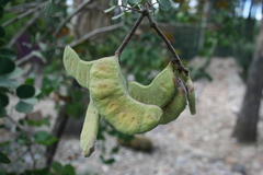 Senegalia reniformis