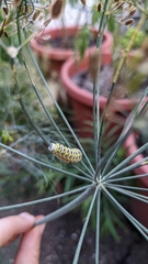 Papilio polyxenes