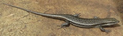 Trachylepis varia