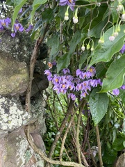 Solanum dulcamaroides