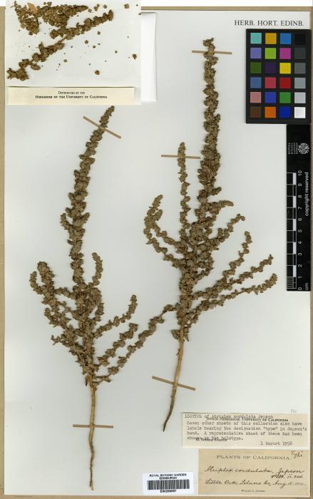 Atriplex cordulata