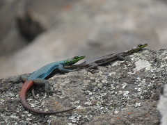 Platysaurus orientalis