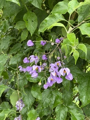 Solanum dulcamaroides