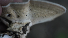 Mycorrhaphium adustum