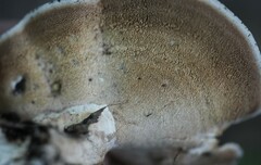 Mycorrhaphium adustum