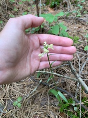 Platanthera × canbyi