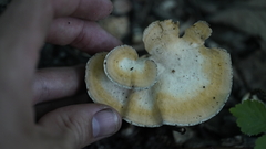 Mycorrhaphium adustum