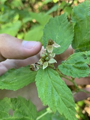 Rubus frondosus