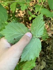 Rubus frondosus