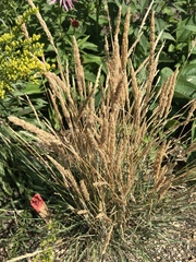 Koeleria macrantha macrantha