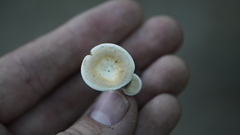 Mycorrhaphium adustum