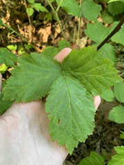 Rubus frondosus