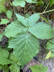 Rubus frondosus