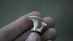 Mycorrhaphium adustum