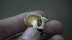 Mycorrhaphium adustum