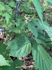 Rubus frondosus