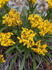 Petradoria pumila