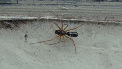 Microlinyphia mandibulata