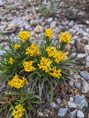 Petradoria pumila