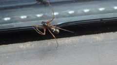 Microlinyphia mandibulata