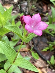 Spigelia scabrella