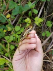 Anolis krugi