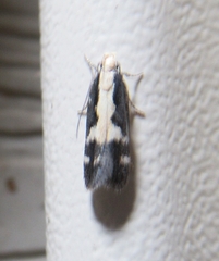 Agnippe prunifoliella