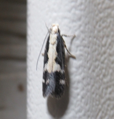 Agnippe prunifoliella