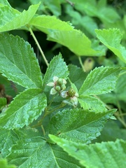 Rubus frondosus