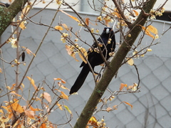 Molothrus oryzivorus